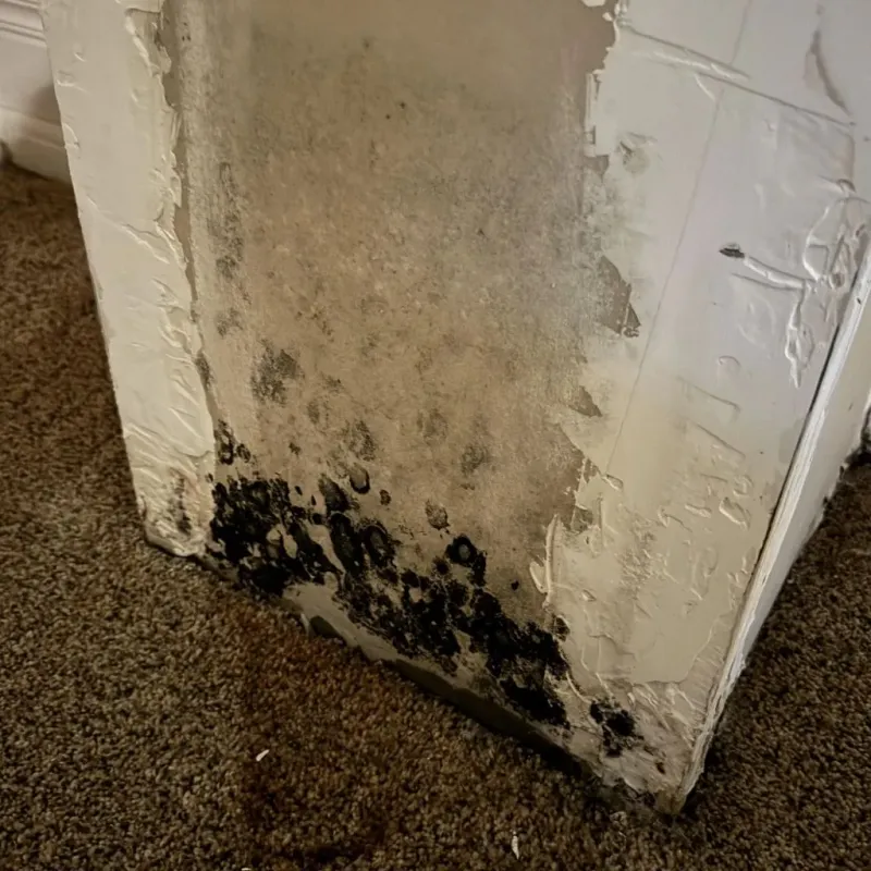 Professional Mold Removal in Wake Forest, NC